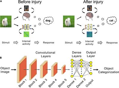 Modeling Neurodegeneration in silico With Deep Learning